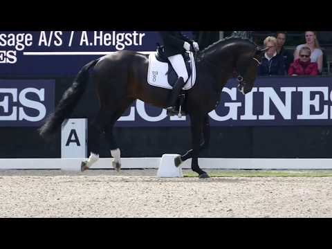 Ferrari OLD at CH-M-D YH Final for 5 year old horses