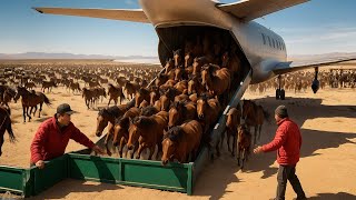 China Released Hundreds of Wild Horses in the Desert, Few Years Later Everything Changed