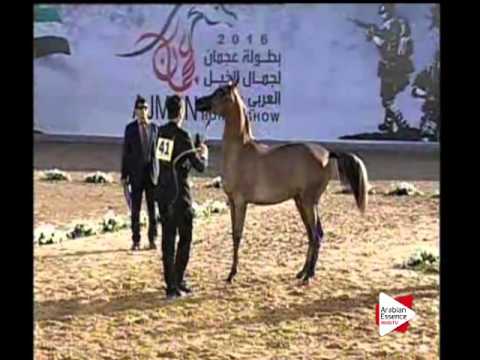N.41 KAMOUNEH AL ZOBAIR - Ajman 2016 - Yearling Fillies 1 year old (Class 1C)