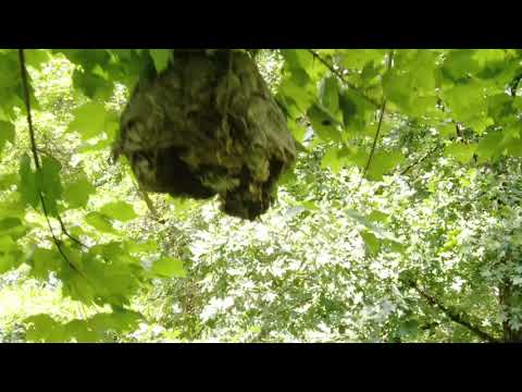 Drone attacks Hornets nest