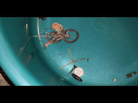 POMPĂ EVACUARE BLOCATĂ ❌ Gorenje WA72147 ❌ CUIE ȘURUBURI BANI AGRAFE ELESTICE