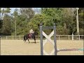 Jument -Selle Français-12 ans-Dressage-CSO-CCE-France