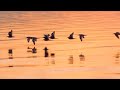 Pretty Little Birds Slowed And Clean