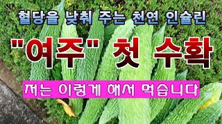 [텃밭농부 1,605]  혈당을 낮춰 주는 천연인슐린 여주 첫 수확. 가공하여 먹는 방법 #여주재배