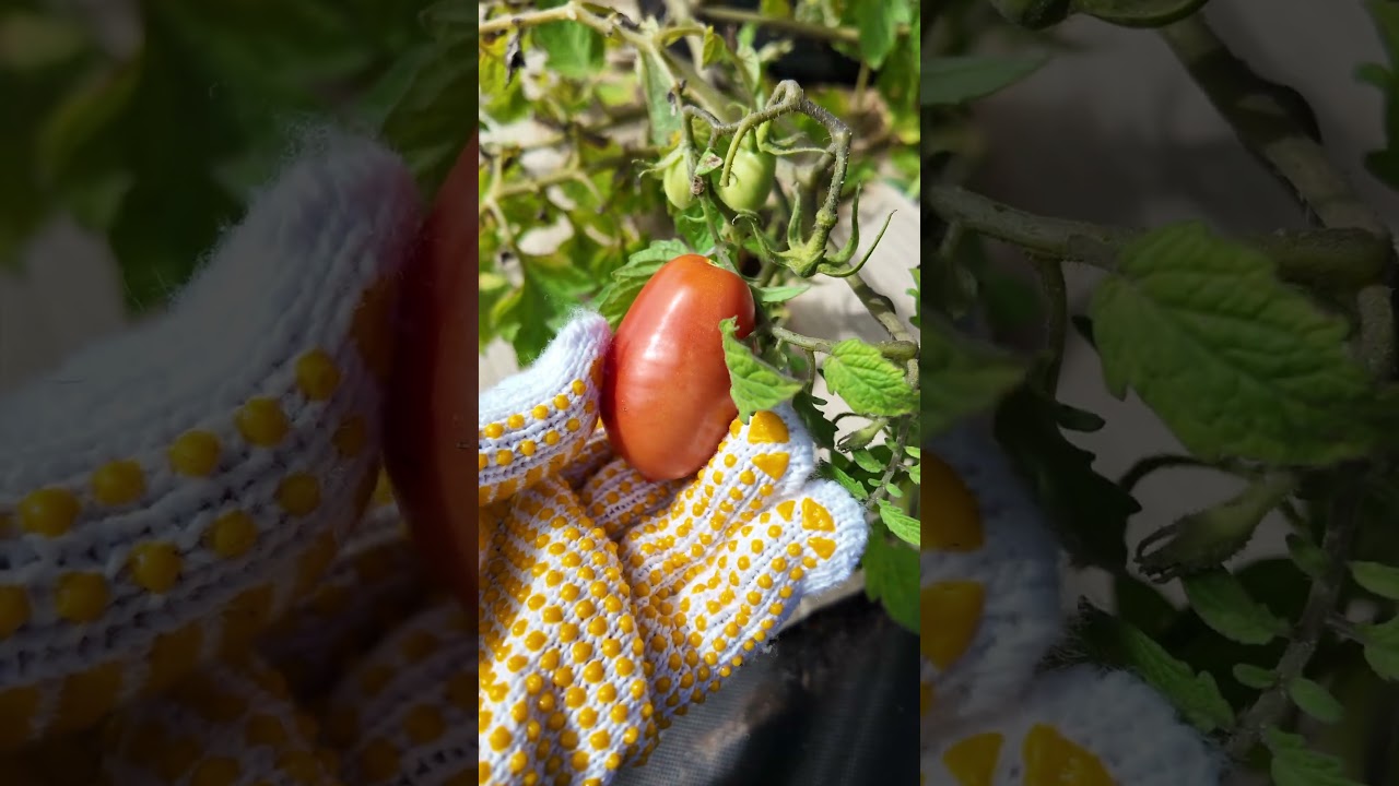 🌺 Harvesting vegetables & flowers from our homestead #asmr #gardening #dahlias