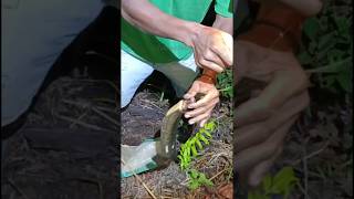 Download lagu IKAN LEMBAT SUPER BABON #tukanglinsang #lembatbabon #ikanlembat #fishing #orangmancing mp3