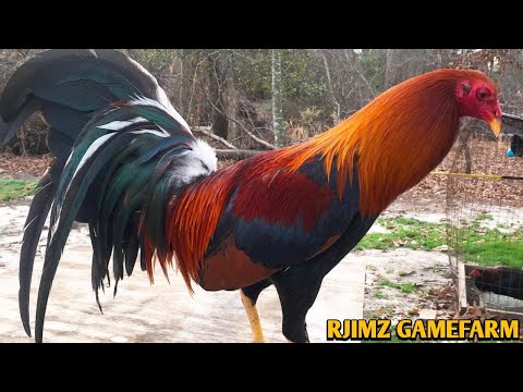 Sweater Albany Kelso - RJIMZ FARM