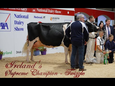 Ireland's Supreme Champion Holstein at the 2022 National Dairy Show- Hallow Atwood Twizzle .EX94
