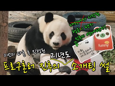 낑 판다 진후 2번의 파혼 후 진행된 소개팅 썰🐼재밌는 동물 영상