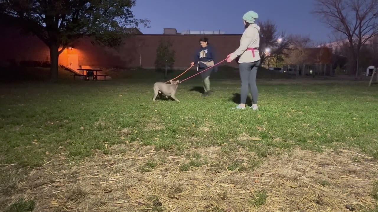 Walter, a ADOPTABLE German Shepherd Dog in Chicago, IL video 5/5