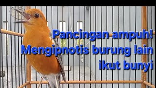 Download lagu Suara anis merah ini menghipnotis burung anis merah lain untuk ikut bunyi gacor ngeplong mp3 Download lagu Suara anis merah ini menghipnotis burung anis merah lain untuk ikut bunyi gacor ngeplong mp3