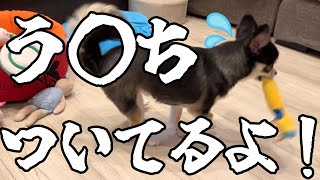 犬、うんちをぶらさげて走り去る。 #犬との暮らし #chihuahua #dog
