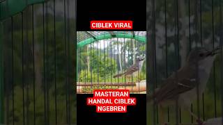 Download lagu Suara Burung Ciblek Semi Gacor Ngebren Variasi #cibleksemi #kicaumania #ciblekkristal mp3