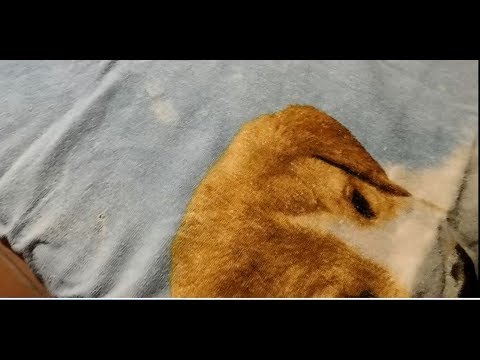 Avvisi mezzi da posti di pigmentary su una faccia Le lentiggini di faccia di bambino