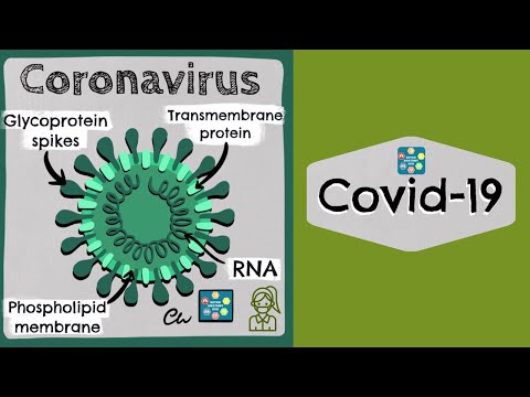 The Anatomy of Coronavirus