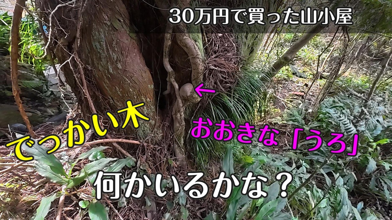 山は不思議でいっぱいです。【30万円で買った 別荘】