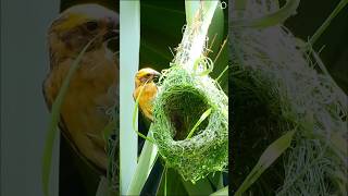 Download lagu Incredible Baya Weaver Bird Nest Building Skills in Action! mp3 Download lagu Incredible Baya Weaver Bird Nest Building Skills in Action! mp3