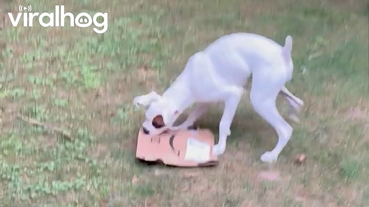 When the Package Gets Delivered on the Wrong Side of the Gate || ViralHog