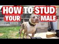 How to STUD your MALE?!?!? (Dog Breeding)