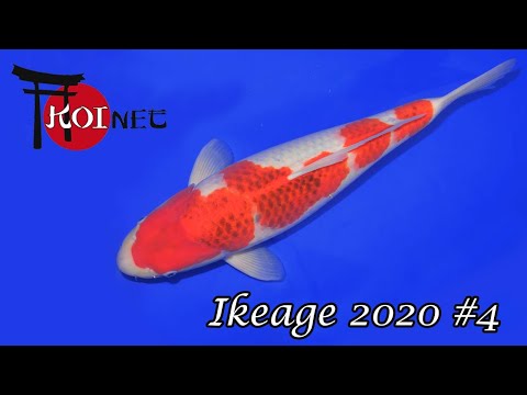 Grand Champion Izumya - Ai Goromo | Japan Koi Selektion (2020) #4