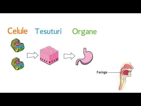 Topografia organelor si sistemelor de organe