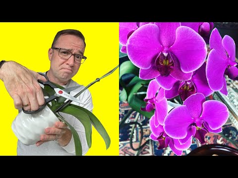 , title : 'Where To Cut Orchid Stem After Flowers Fall Off!'