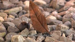 Not a fallen leaf but the Orange Oakleaf Butterfly - master of camouflage