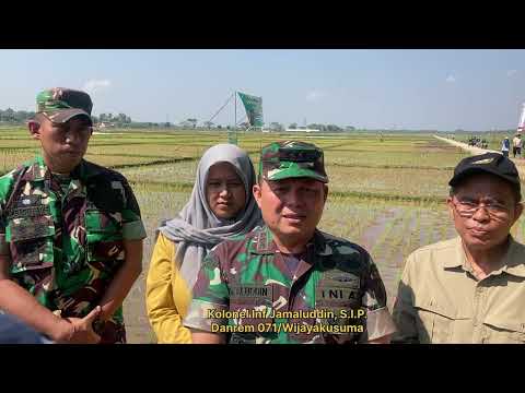 PENANAMAN PADI VARIETAS PROTANI DESA KARANGJATI OLEH KOREM 071/WIJAYAKUSUMA DAN UNIVERSITAS JENDRAL SUDIRMAN PURWOKERTO