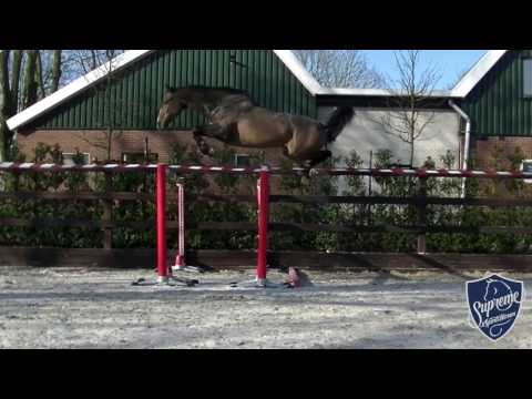 2013 Mare by Corland (Cor De La Bryere) x Iroko (Pilot) x Farn