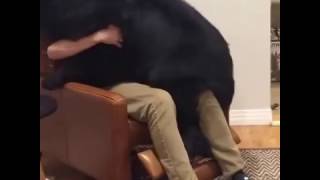 Large dog afraid of fireworks