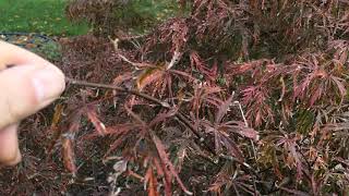 Something is killing my Japanese Maple tree...But what?  Do you know ?