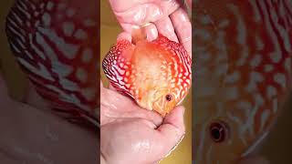 😳 Ni Medio Normal | Peces Disco con Carácter by #firemouthaquaristic