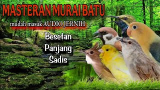 Download lagu MASTERAN KUMPLIT : Murai Batu, Kacer, Cucak Ijo Jaminan Gacor! mp3