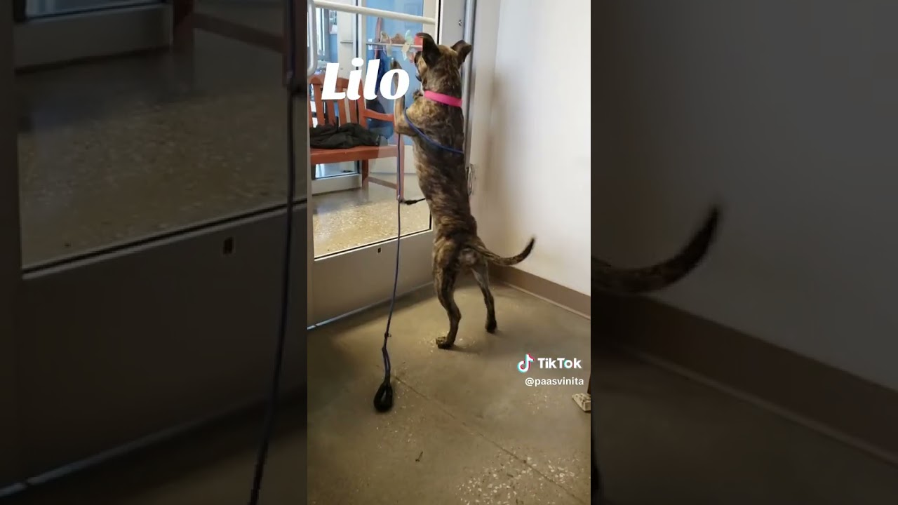 Enlarge Lilo, a Adoptable mixed breed in Vinita, OK video 6/6