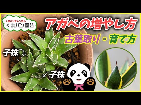 園芸 アガベの増やし方は?
