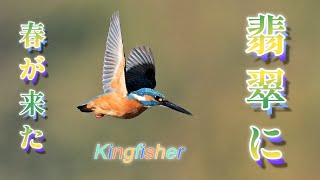 カワセミにも春がそこにSpring has come to the kingfisher as well.