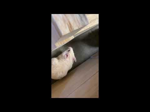 Hamster goes Egg Hunting on Easter