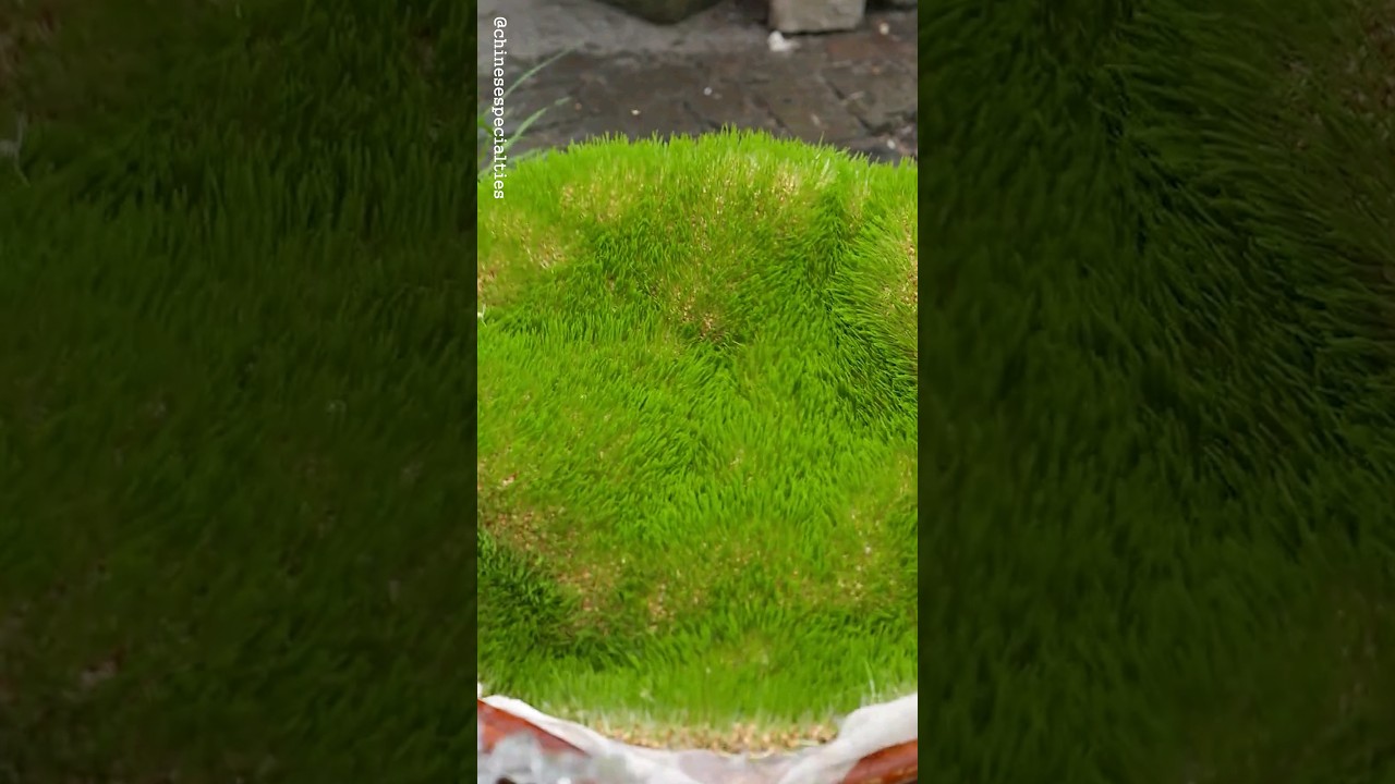 The Transformation of a Plant