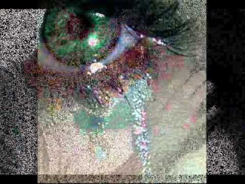 Lotet e tua - Don Gazmir