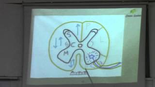 1-[CNS] Dr. Eman Sadeq 3/11/2015 (C.N.S from beginning to the medial lemniscus)