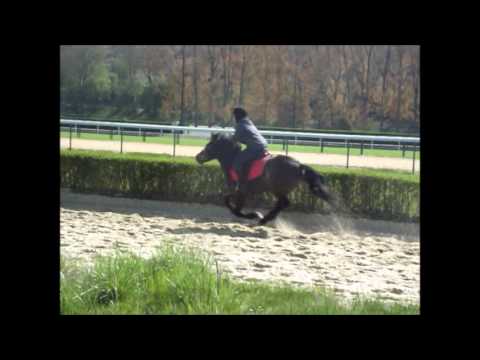 Deauville 2013 - Entrainement courses