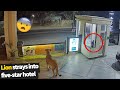 Wild Lion Wanders Into A Five Star Hotel In The Middle Of A Major City