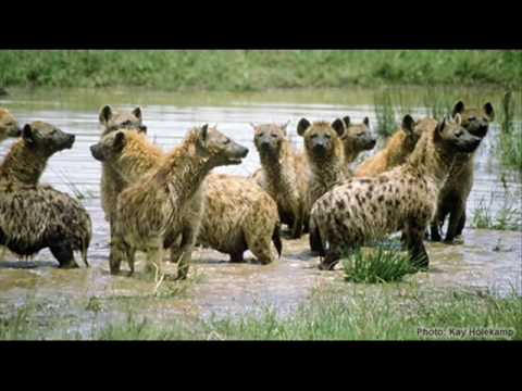 Metz 3d-voor me gangster