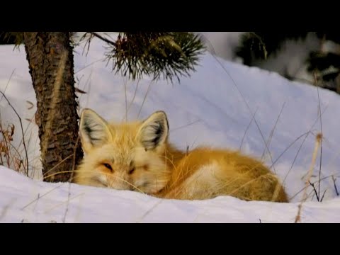 Colorado's winter wilderness, Beautiful Relaxing Music, Peaceful Instrumental Music, by Tim Janis