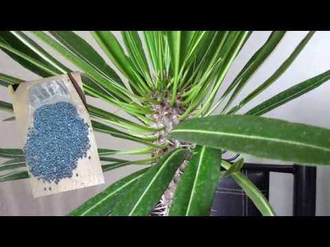 Palma de Madagascar: qué es, características, hábitat, cuidados