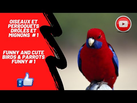 Oiseaux et perroquets drôles et mignons 1 # funny and cute birds & parrots
