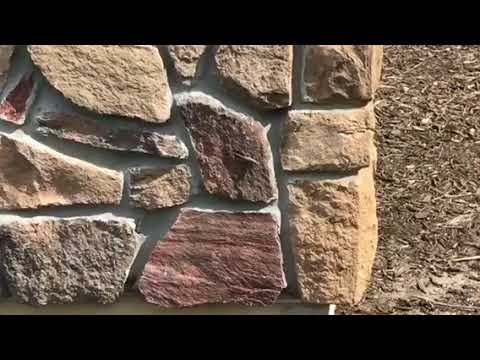 Northern Face Lizards Found in Toms River, NJ