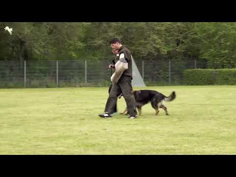 Smartie vom Osterburg Quell 96 V LG FCI 2023 Thüringen