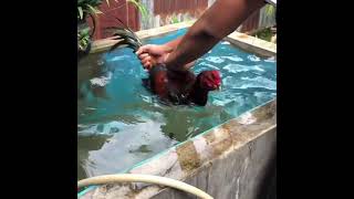 Download lagu Cara melatih fisik dan nafas ayam bangkok | ayam bangkok jawara mp3