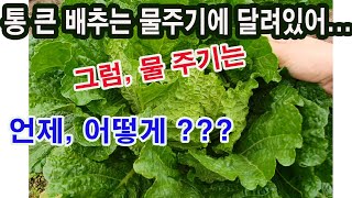 통 큰 배추 만들기는 물 주기에 달려있어... 그럼, 물 주기는 언제, 어떻게???(배추 재배, 배추 심기,…